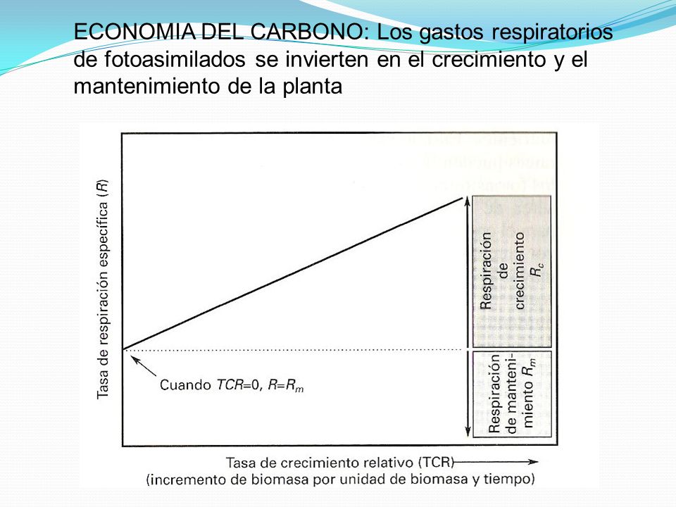 ECONOMIA DEL CARBONO: Los gastos respiratorios de fotoasimilados se invierten en el crecimiento y el mantenimiento de la planta
