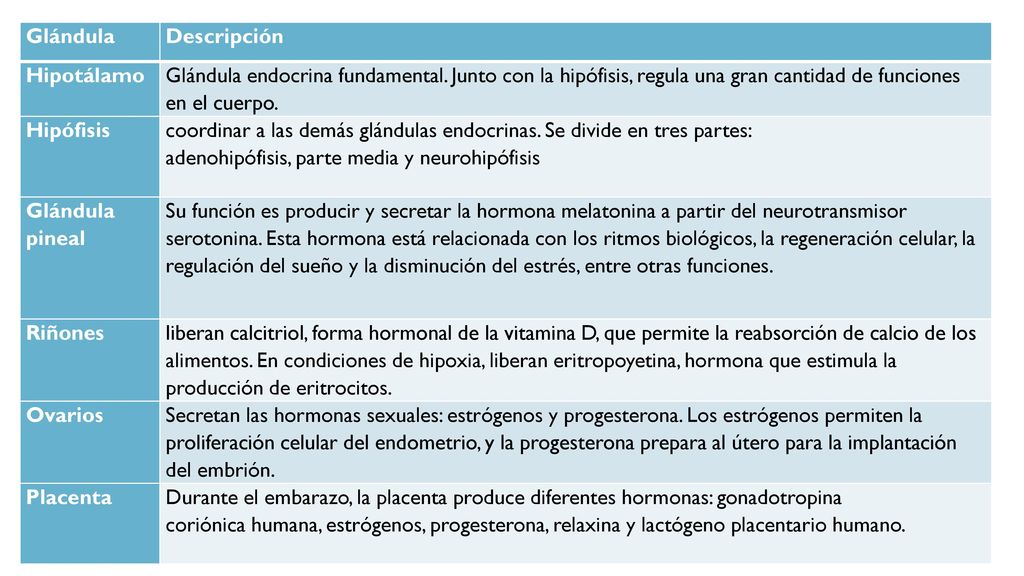 Glándula Descripción. Hipotálamo. Glándula endocrina fundamental. Junto con la hipófisis, regula una gran cantidad de funciones en el cuerpo.