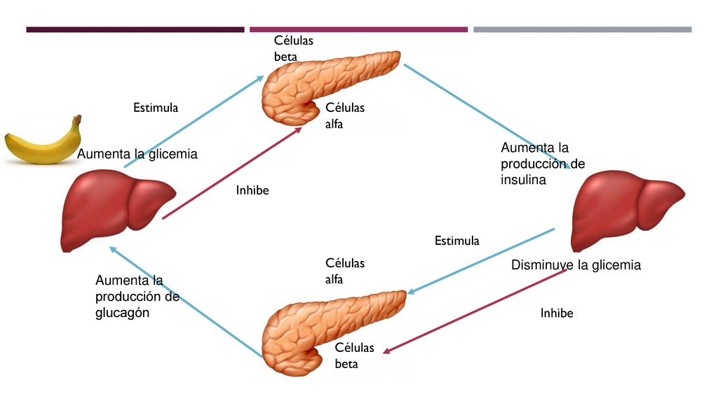 Células beta Estimula. Células alfa. Aumenta la producción de insulina. Aumenta la glicemia. Inhibe.