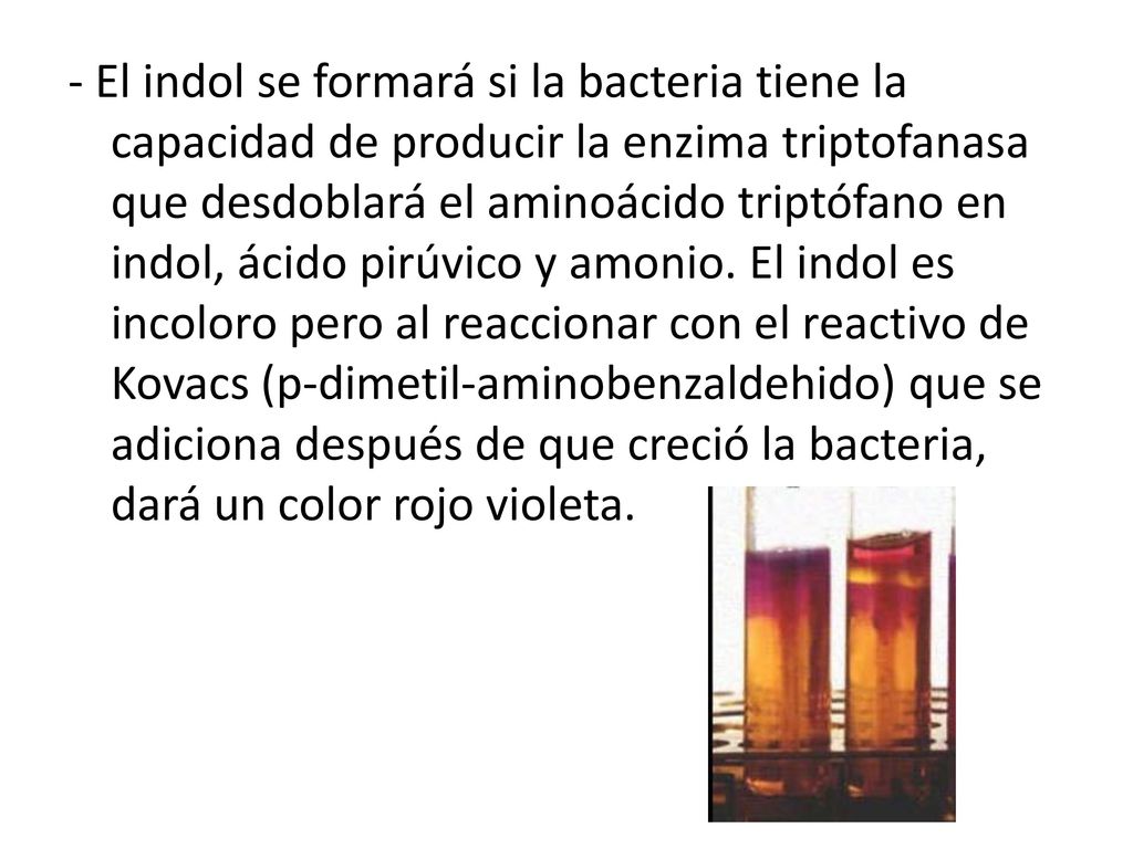 - El indol se formará si la bacteria tiene la capacidad de producir la enzima triptofanasa que desdoblará el aminoácido triptófano en indol, ácido pirúvico y amonio.