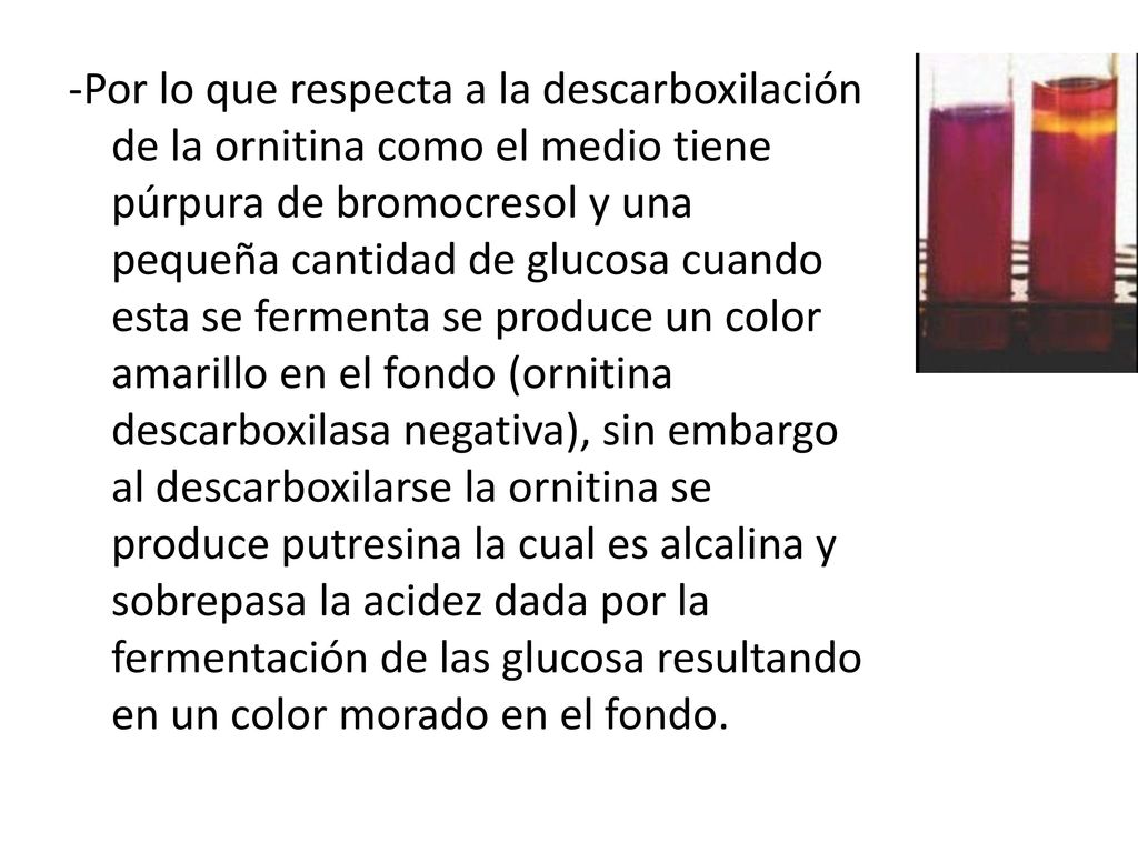 -Por lo que respecta a la descarboxilación de la ornitina como el medio tiene púrpura de bromocresol y una pequeña cantidad de glucosa cuando esta se fermenta se produce un color amarillo en el fondo (ornitina descarboxilasa negativa), sin embargo al descarboxilarse la ornitina se produce putresina la cual es alcalina y sobrepasa la acidez dada por la fermentación de las glucosa resultando en un color morado en el fondo.