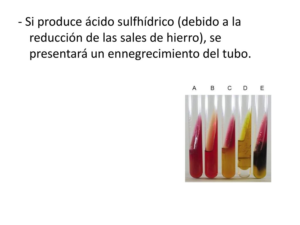 - Si produce ácido sulfhídrico (debido a la reducción de las sales de hierro), se presentará un ennegrecimiento del tubo.