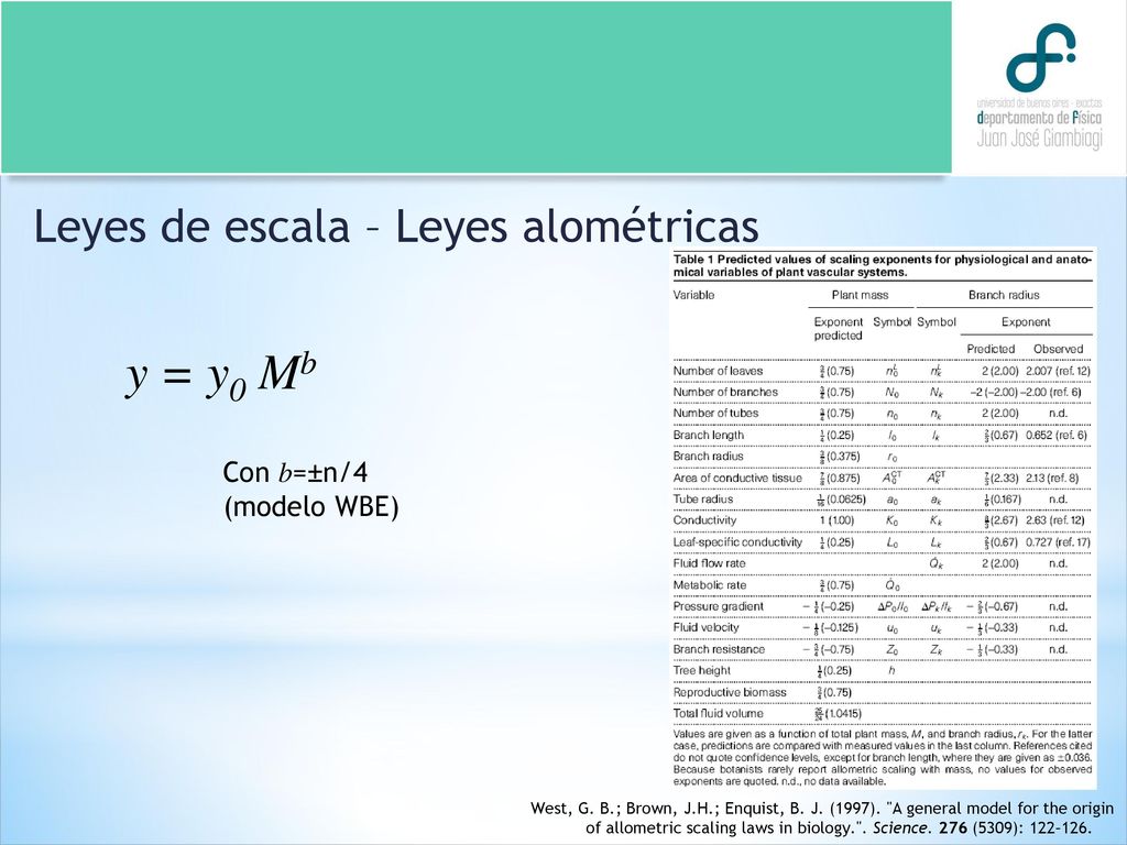 y = y0 Mb Leyes de escala – Leyes alométricas Con b=±n/4 (modelo WBE)