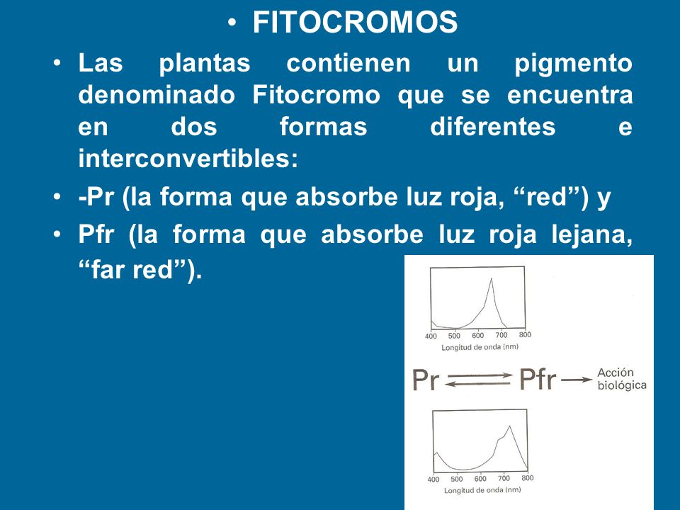 FITOCROMOS Las plantas contienen un pigmento denominado Fitocromo que se encuentra en dos formas diferentes e interconvertibles: