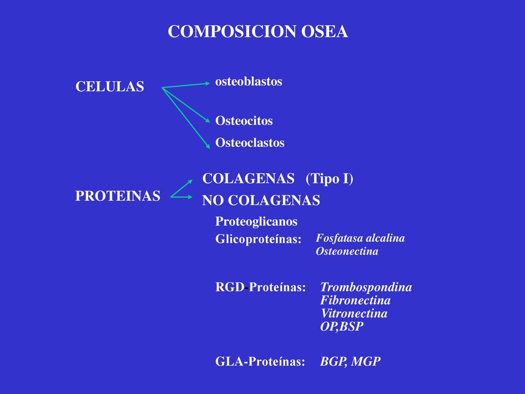 COMPOSICION OSEA CELULAS COLAGENAS (Tipo I) PROTEINAS NO COLAGENAS