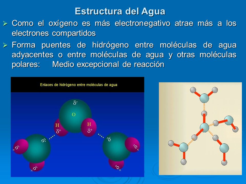 Estructura del Agua Como el oxígeno es más electronegativo atrae más a los electrones compartidos.