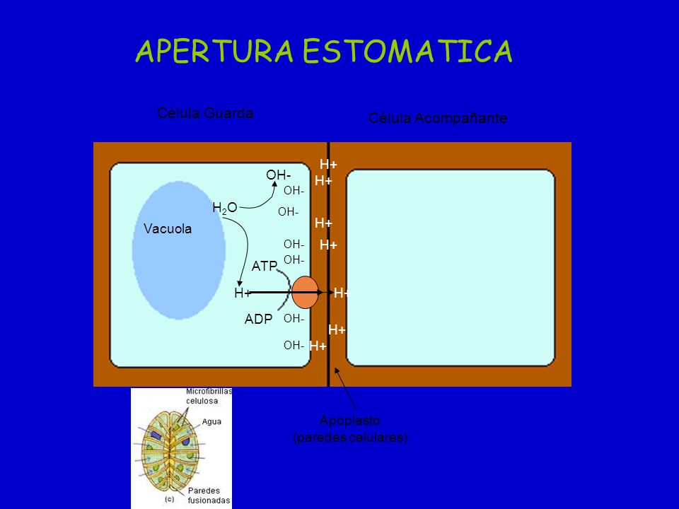 APERTURA ESTOMATICA Célula Guarda Célula Acompañante H+ OH- H+ H2O H+