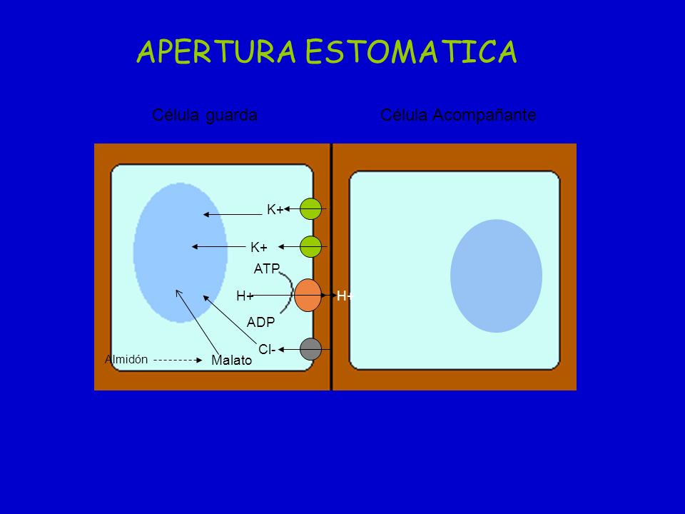 APERTURA ESTOMATICA Célula guarda Célula Acompañante K+ K+ ATP H+ H+