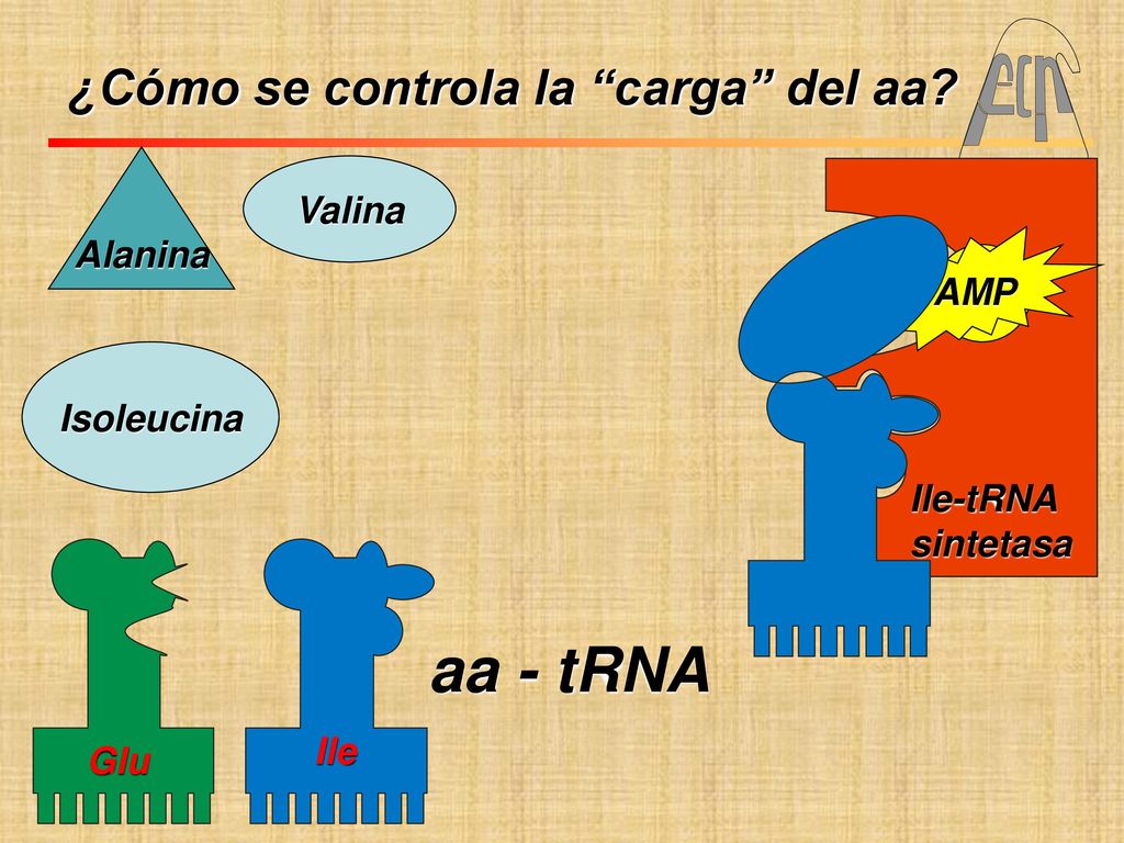 aa - tRNA ¿Cómo se controla la carga del aa Valina Alanina AMP