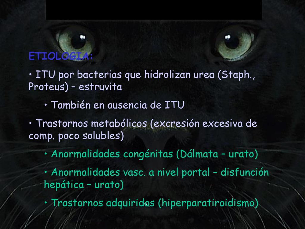 ETIOLOGIA: ITU por bacterias que hidrolizan urea (Staph., Proteus) – estruvita. También en ausencia de ITU.