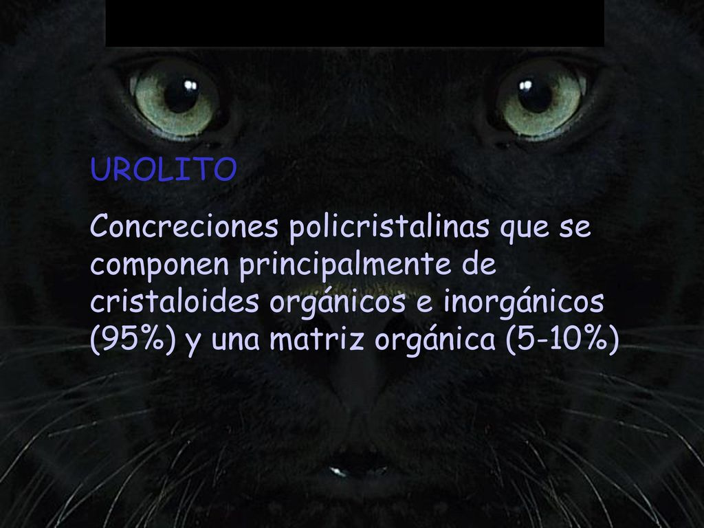 UROLITO Concreciones policristalinas que se componen principalmente de cristaloides orgánicos e inorgánicos (95%) y una matriz orgánica (5-10%)