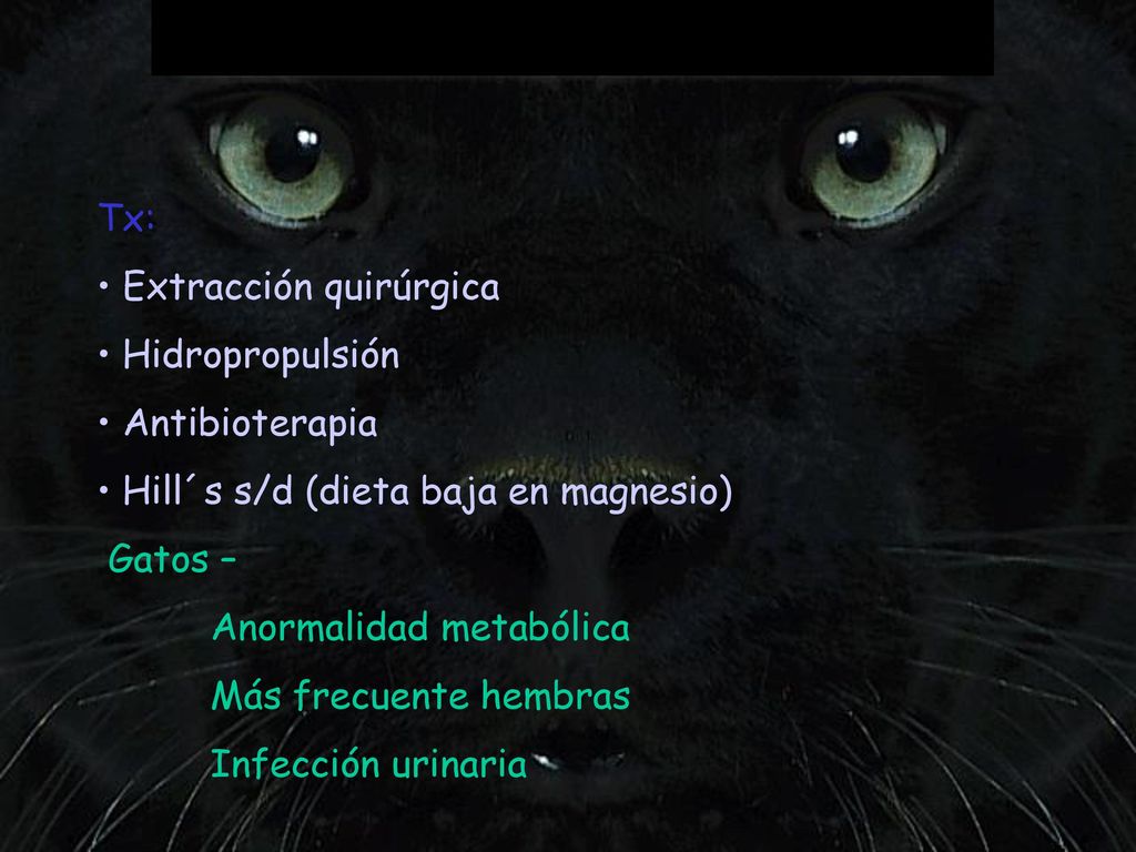 Tx: Extracción quirúrgica. Hidropropulsión. Antibioterapia. Hill´s s/d (dieta baja en magnesio) Gatos –