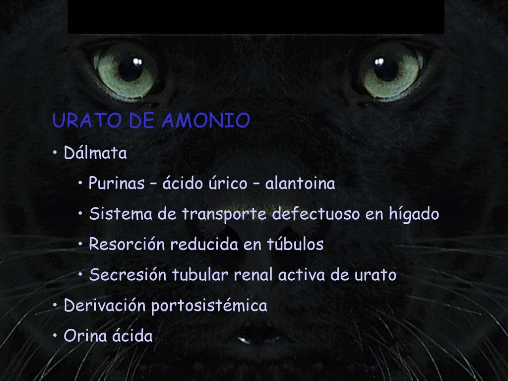 URATO DE AMONIO Dálmata Purinas – ácido úrico – alantoina