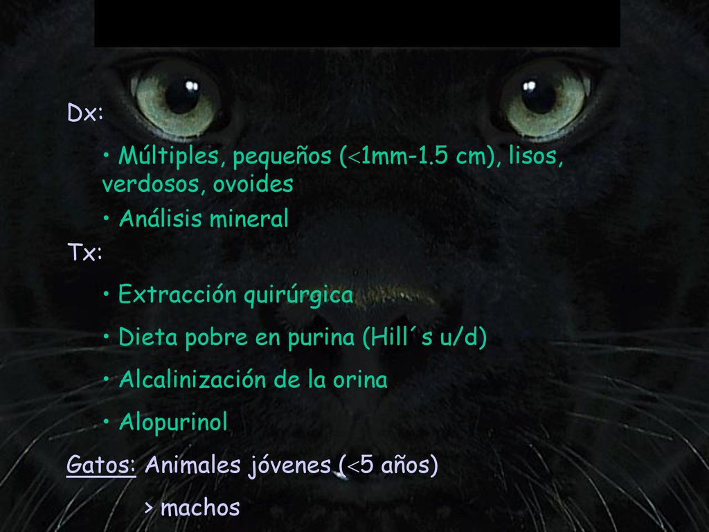 Dx: Múltiples, pequeños (1mm-1.5 cm), lisos, verdosos, ovoides. Análisis mineral. Tx: Extracción quirúrgica.