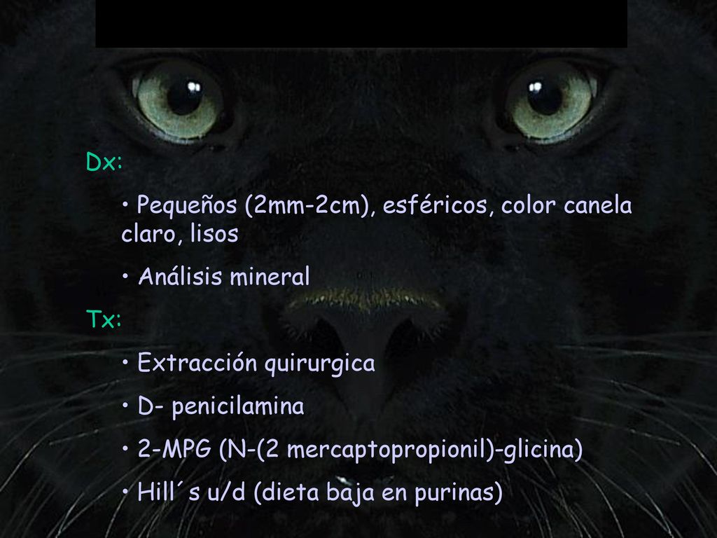 Dx: Pequeños (2mm-2cm), esféricos, color canela claro, lisos. Análisis mineral. Tx: Extracción quirurgica.