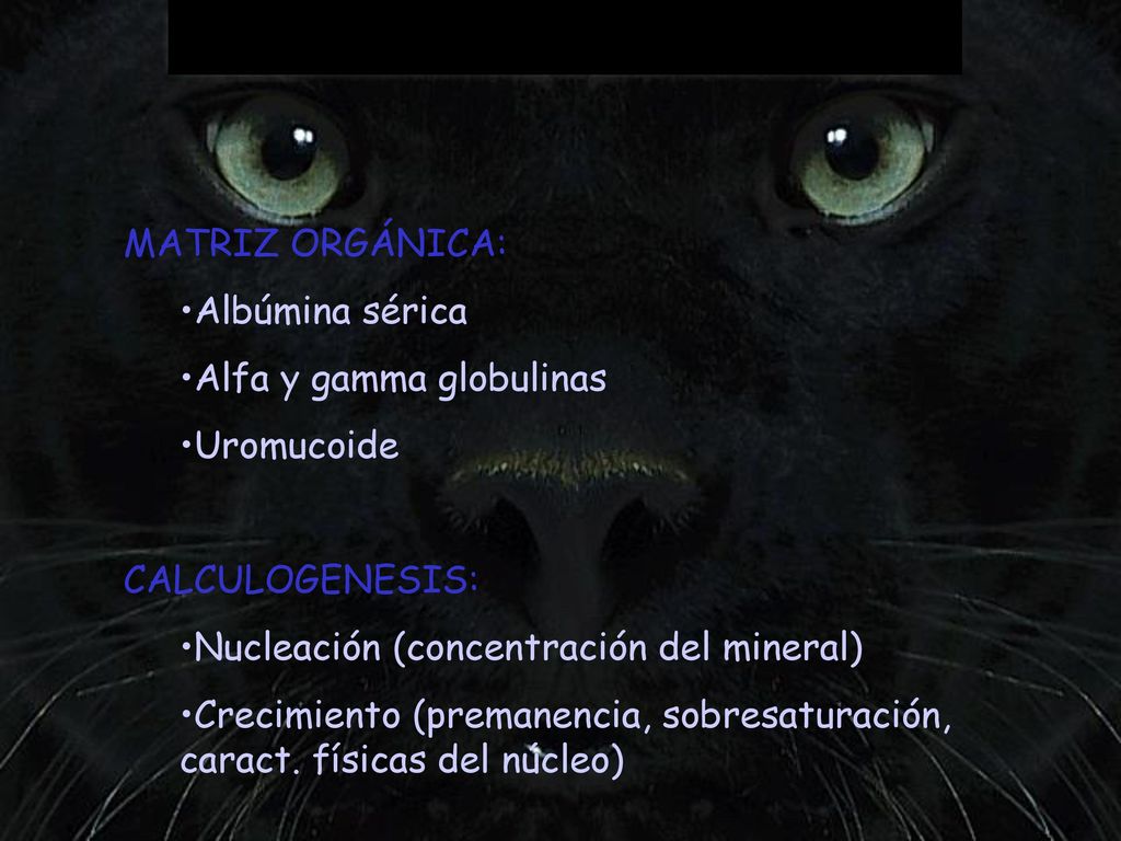 MATRIZ ORGÁNICA: Albúmina sérica. Alfa y gamma globulinas. Uromucoide. CALCULOGENESIS: Nucleación (concentración del mineral)
