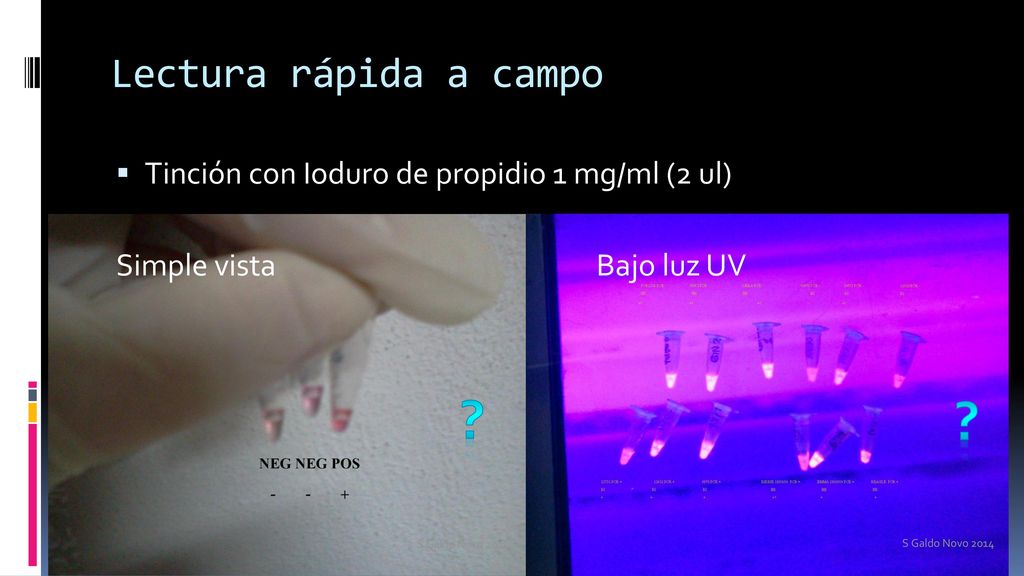 Lectura rápida a campo Tinción con Ioduro de propidio 1 mg/ml (2 ul) Simple vista Bajo luz UV.