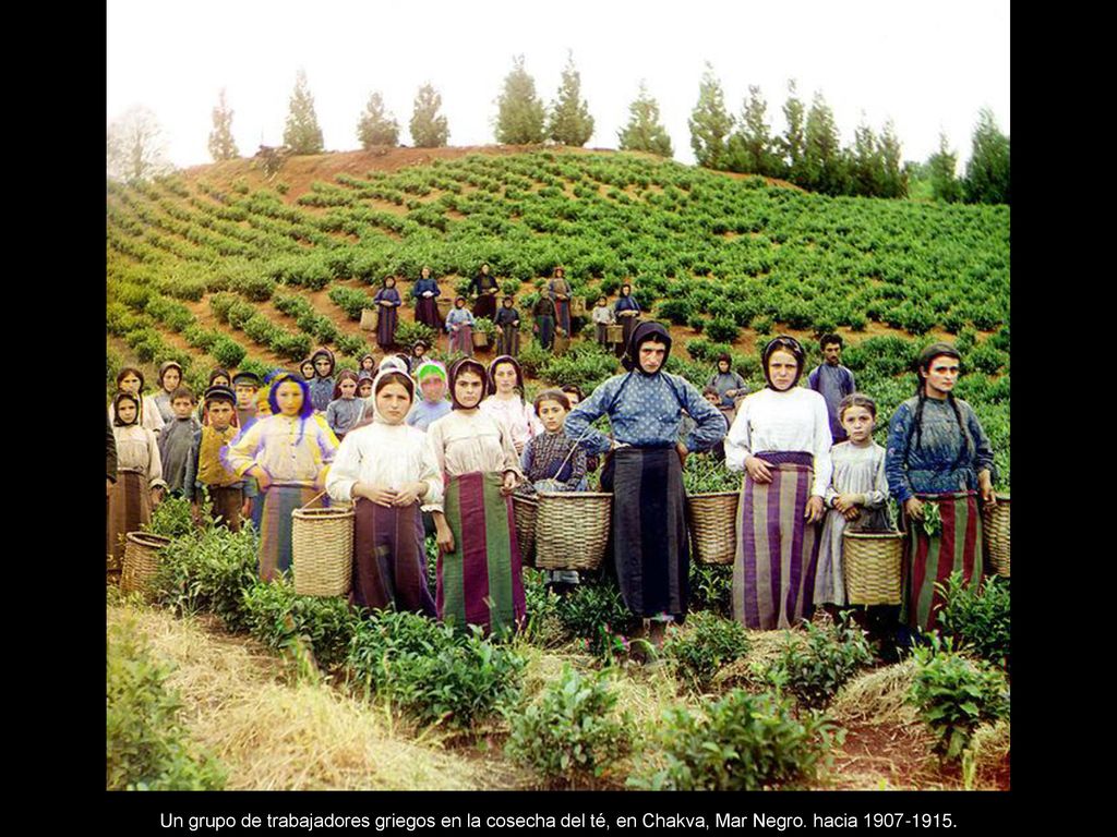 Un grupo de trabajadores griegos en la cosecha del té, en Chakva, Mar Negro. hacia