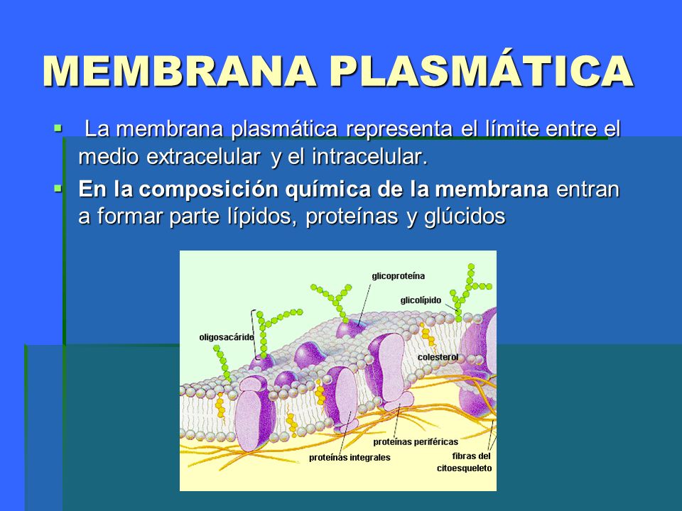 MEMBRANA PLASMÁTICA La membrana plasmática representa el límite entre el medio extracelular y el intracelular.