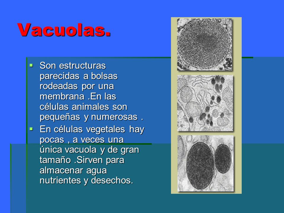 Vacuolas. Son estructuras parecidas a bolsas rodeadas por una membrana .En las células animales son pequeñas y numerosas .