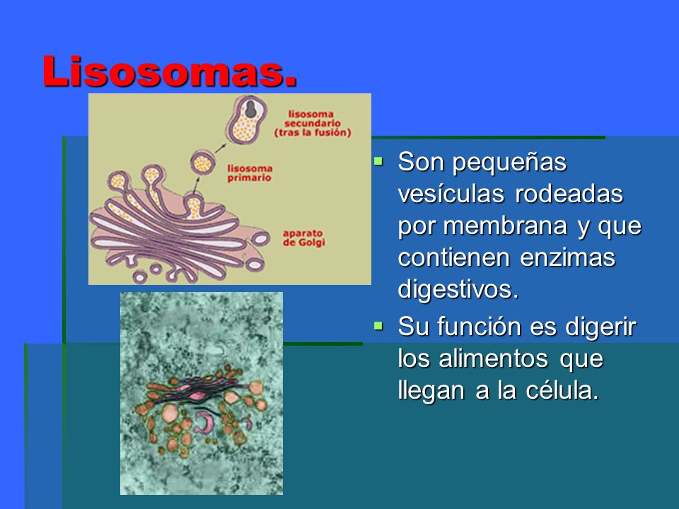 Lisosomas. Son pequeñas vesículas rodeadas por membrana y que contienen enzimas digestivos.