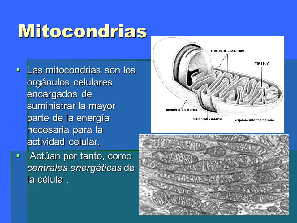 Mitocondrias Las mitocondrias son los orgánulos celulares encargados de suministrar la mayor parte de la energía necesaria para la actividad celular,