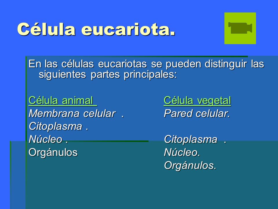 Célula eucariota. En las células eucariotas se pueden distinguir las siguientes partes principales: