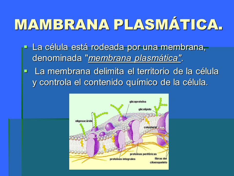MAMBRANA PLASMÁTICA. La célula está rodeada por una membrana, denominada membrana plasmática .