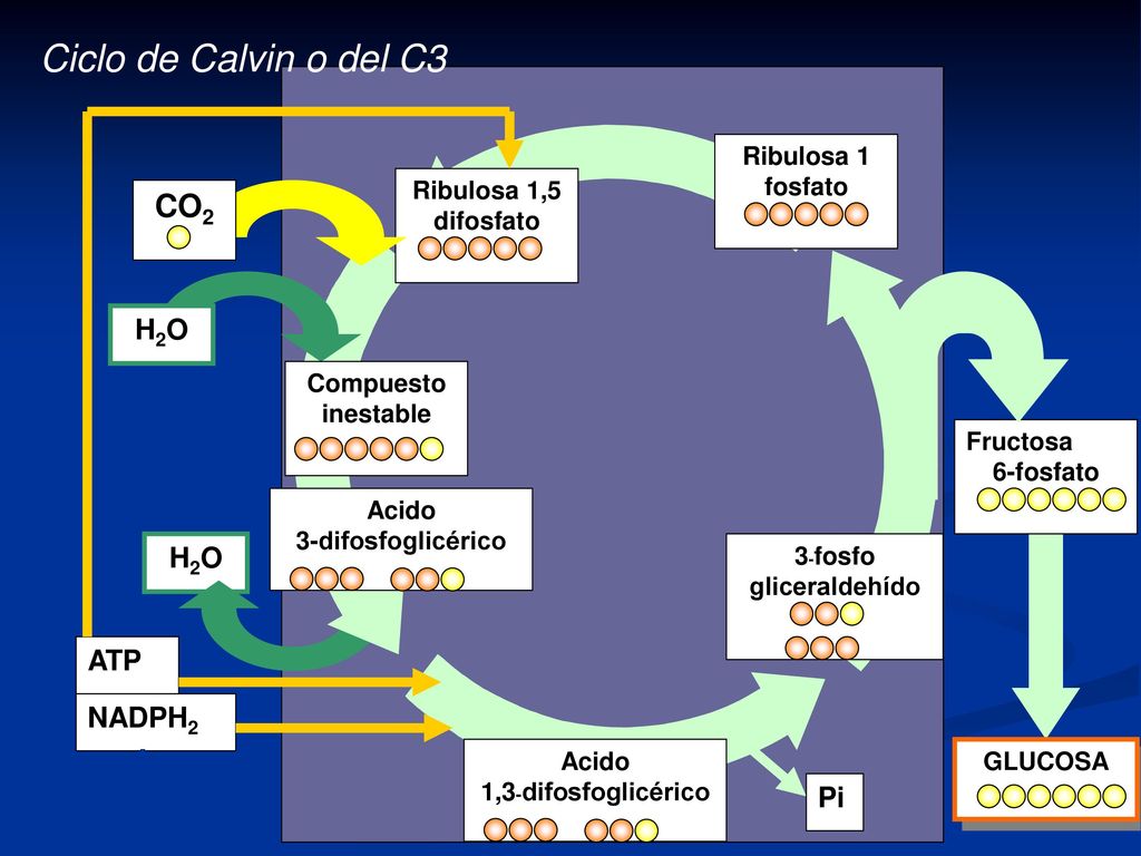 Ciclo de Calvin o del C3 CO2 H2O H2O ATP NADPH2 Pi Ribulosa 1 fosfato