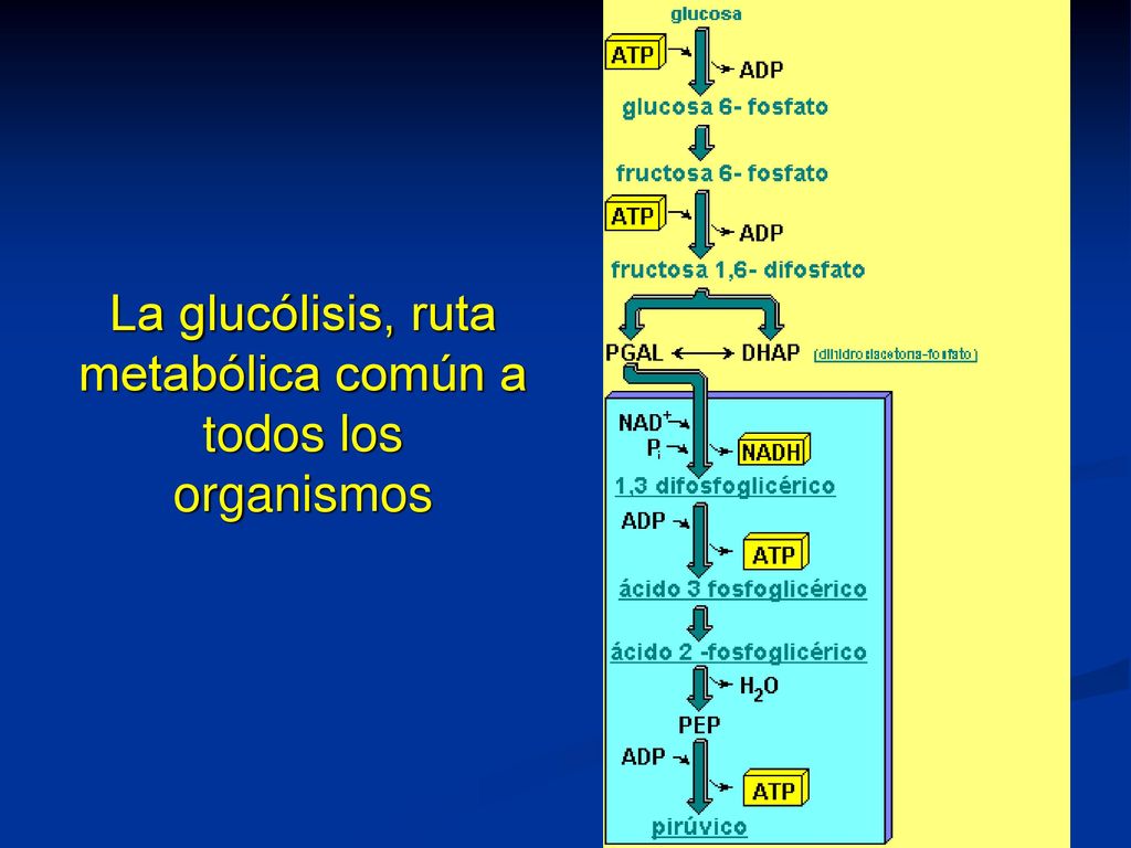 La glucólisis, ruta metabólica común a todos los organismos