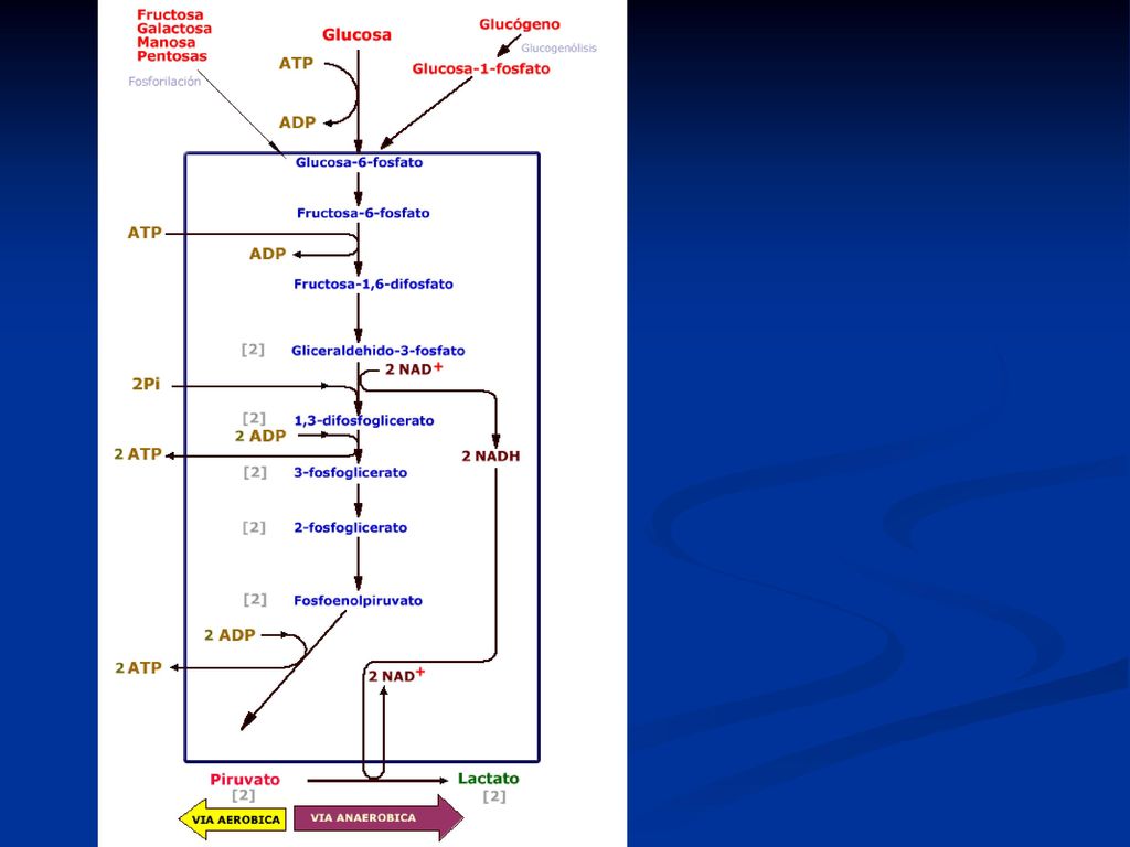 La glucólisis es una vía común para la producción de energía puesto que éste es un proceso activo, tanto cuando hay presencia de oxígeno ( Glucólisis aeróbica), como cuando no hay oxigeno disponible en la célula (glucólisis anaeróbica). Esta característica de la glucólisis es crucial porque es la que permite que las células sobrevivan y relizen trabajo, durante un determinado período de tiempo, en condiciones anaeróbicas o en situaciones anóxicas.