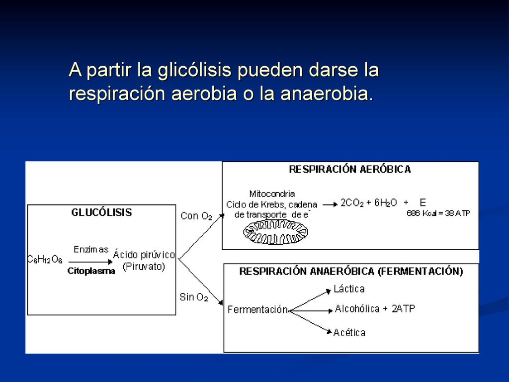 A partir la glicólisis pueden darse la respiración aerobia o la anaerobia.