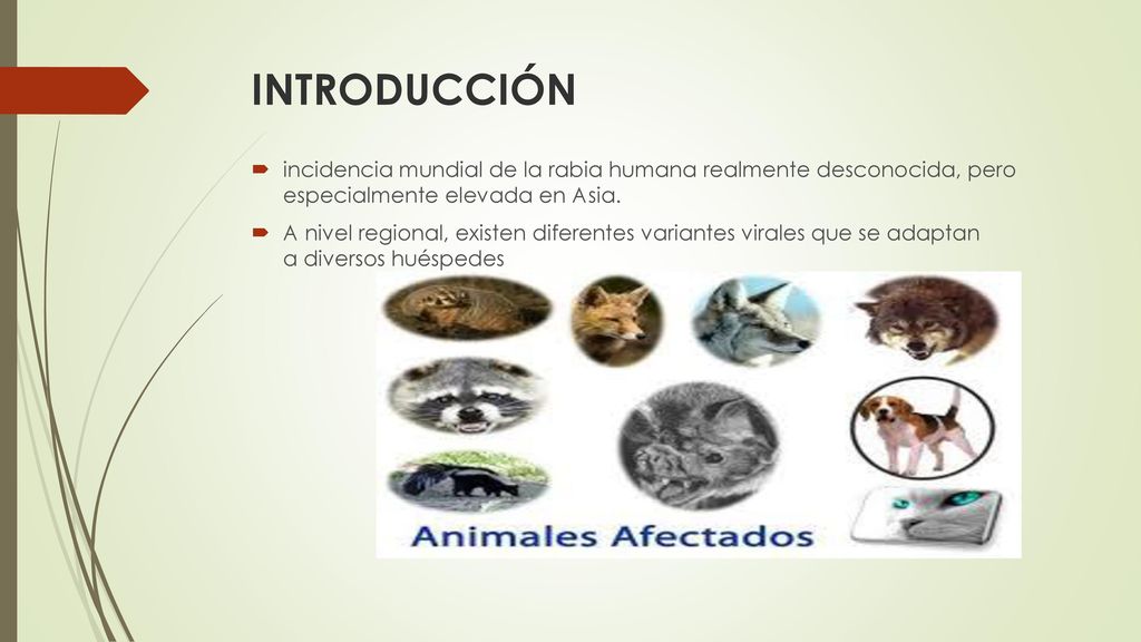 INTRODUCCIÓN incidencia mundial de la rabia humana realmente desconocida, pero especialmente elevada en Asia.