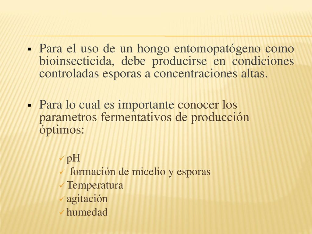 Para el uso de un hongo entomopatógeno como bioinsecticida, debe producirse en condiciones controladas esporas a concentraciones altas.