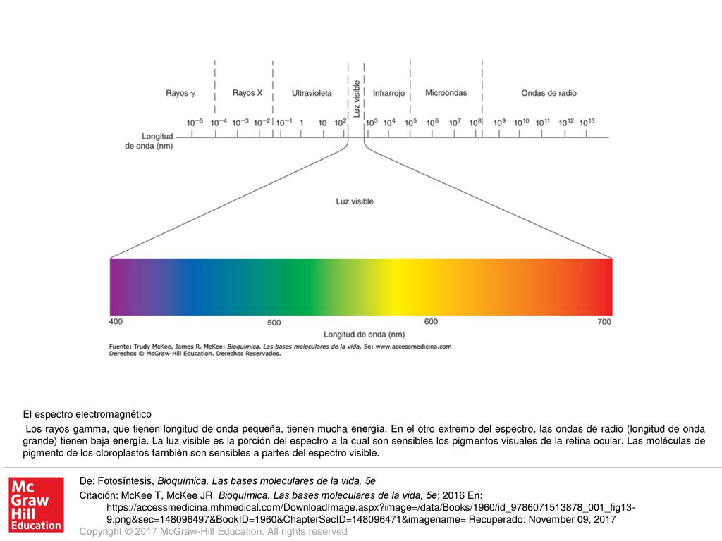 Los rayos gamma, que tienen longitud de onda pequeña, tienen mucha energía. En el otro extremo del espectro, las ondas de radio (longitud de onda grande) tienen baja energía. La luz visible es la porción del espectro a la cual son sensibles los pigmentos visuales de la retina ocular. Las moléculas de pigmento de los cloroplastos también son sensibles a partes del espectro visible.