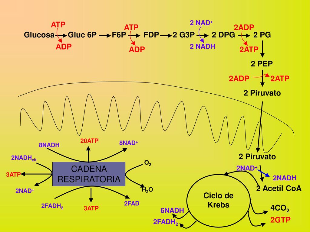 CADENA RESPIRATORIA ATP ADP ATP ADP 2ADP 2ATP Glucosa Gluc 6P F6P FDP
