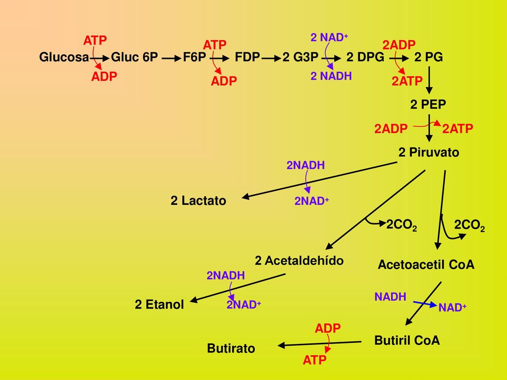 Glucosa F6P FDP 2 G3P Gluc 6P 2 Piruvato 2 PEP 2 PG 2 DPG ATP ADP 2ADP
