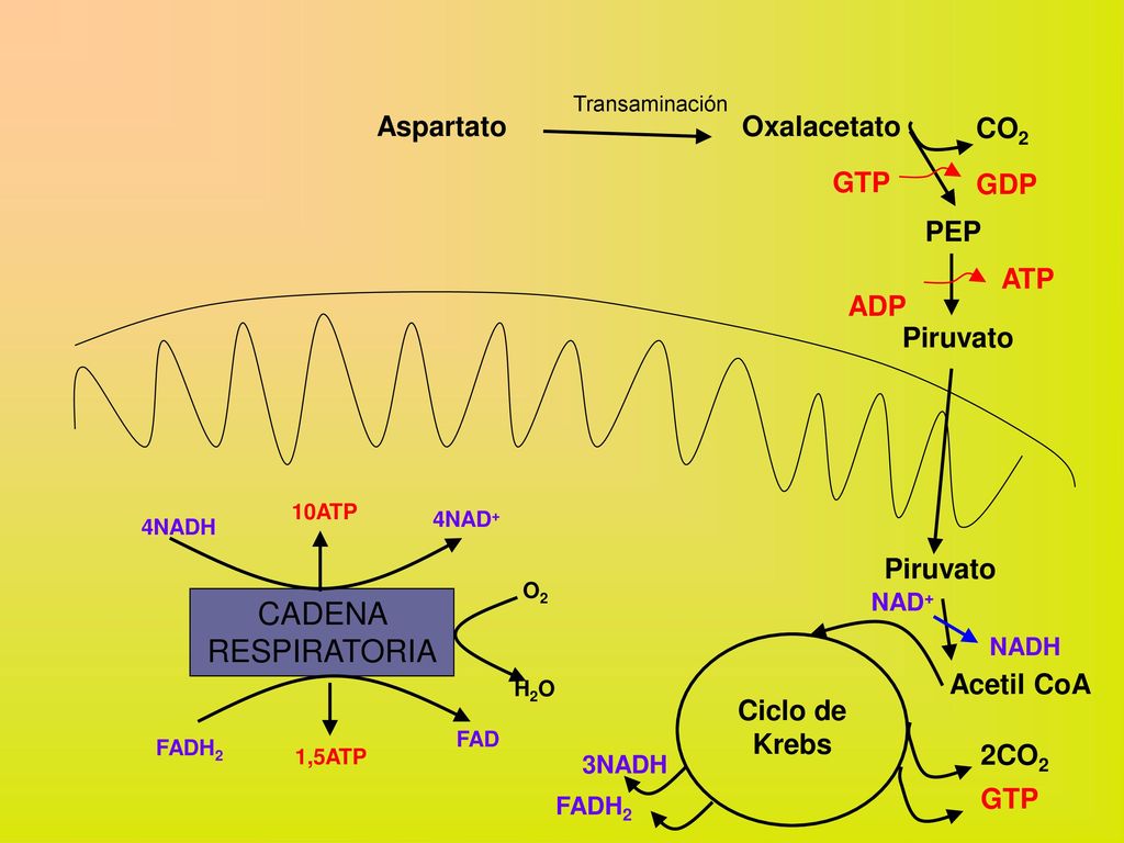 CADENA RESPIRATORIA Aspartato Oxalacetato CO2 GTP GDP PEP ADP ATP