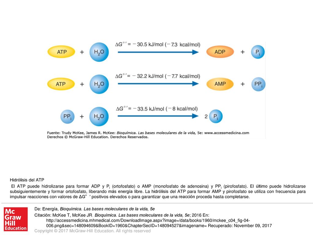 El ATP puede hidrolizarse para formar ADP y Pi (ortofosfato) o AMP (monofosfato de adenosina) y PPi (pirofosfato). El último puede hidrolizarse subsiguientemente y formar ortofosfato, liberando más energía libre. La hidrólisis del ATP para formar AMP y pirofosfato se utiliza con frecuencia para impulsar reacciones con valores de ΔG°′ positivos elevados o para garantizar que una reacción proceda hasta completarse.