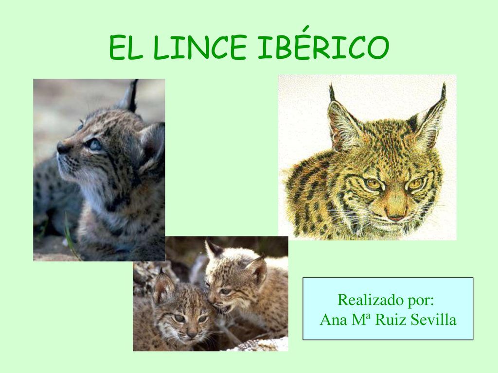 EL LINCE IBÉRICO Realizado por: Ana Mª Ruiz Sevilla