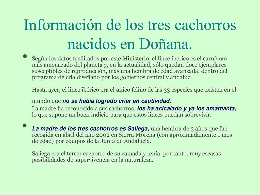 Información de los tres cachorros nacidos en Doñana.
