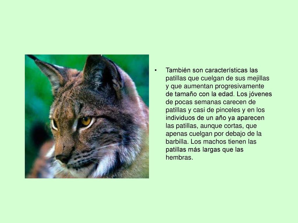 También son características las patillas que cuelgan de sus mejillas y que aumentan progresivamente de tamaño con la edad.