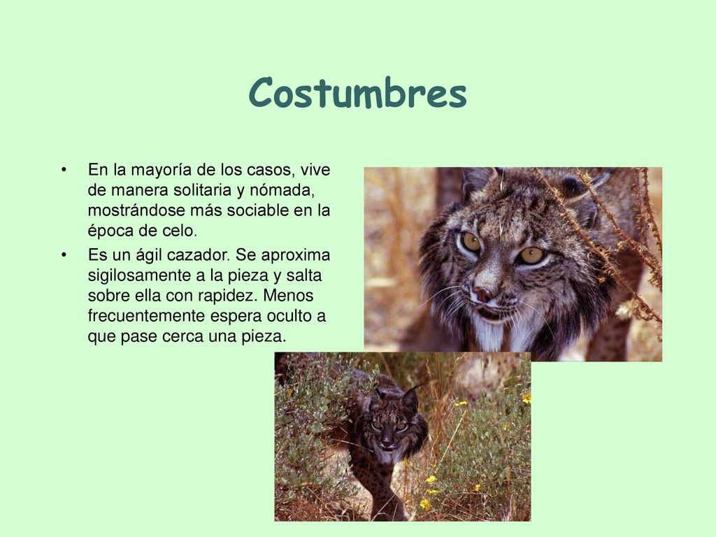 Costumbres En la mayoría de los casos, vive de manera solitaria y nómada, mostrándose más sociable en la época de celo.