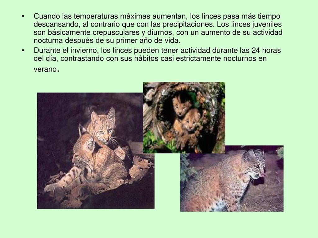 Cuando las temperaturas máximas aumentan, los linces pasa más tiempo descansando, al contrario que con las precipitaciones. Los linces juveniles son básicamente crepusculares y diurnos, con un aumento de su actividad nocturna después de su primer año de vida.