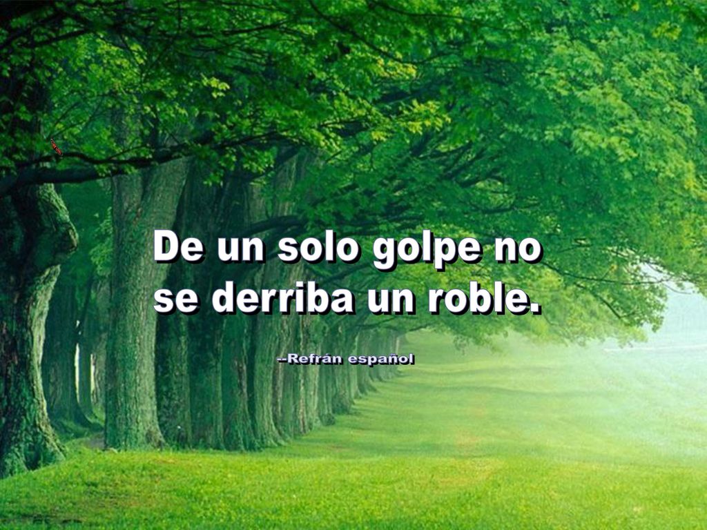 De un solo golpe no se derriba un roble. --Refrán español