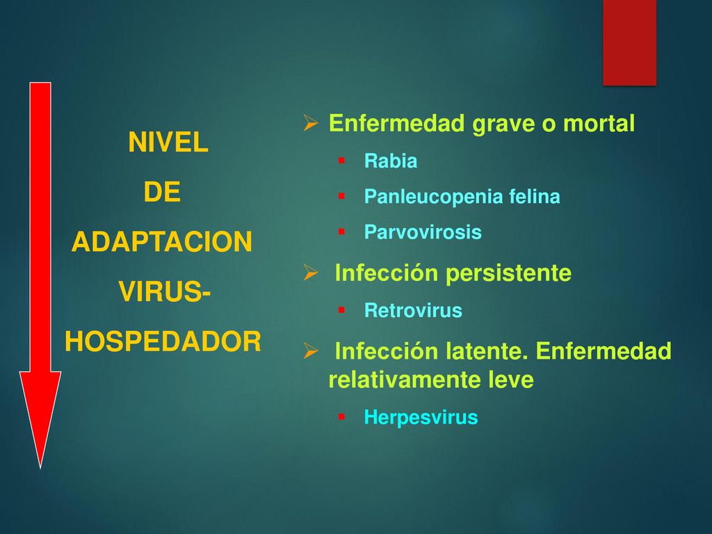 NIVEL DE ADAPTACION VIRUS- HOSPEDADOR Enfermedad grave o mortal