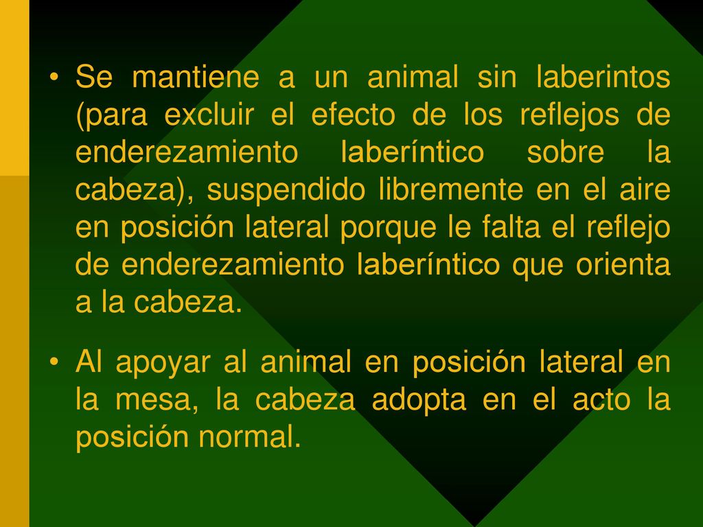 Se mantiene a un animal sin laberintos (para excluir el efecto de los reflejos de enderezamiento laberíntico sobre la cabeza), suspendido libremente en el aire en posición lateral porque le falta el reflejo de enderezamiento laberíntico que orienta a la cabeza.