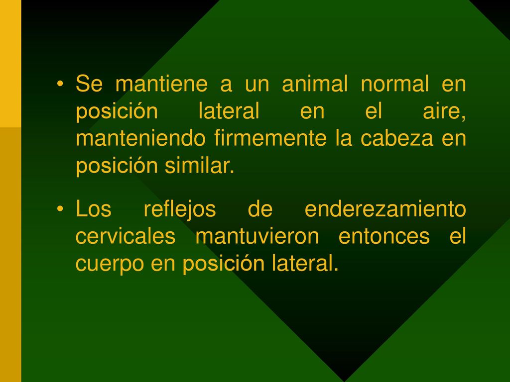 Se mantiene a un animal normal en posición lateral en el aire, manteniendo firmemente la cabeza en posición similar.