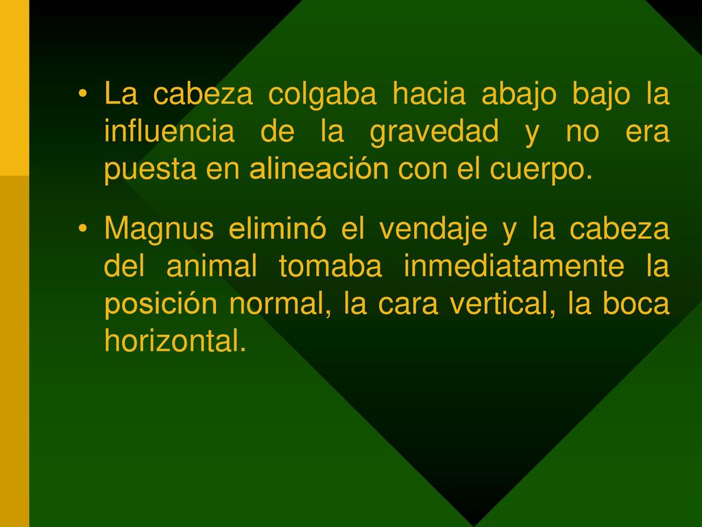 La cabeza colgaba hacia abajo bajo la influencia de la gravedad y no era puesta en alineación con el cuerpo.