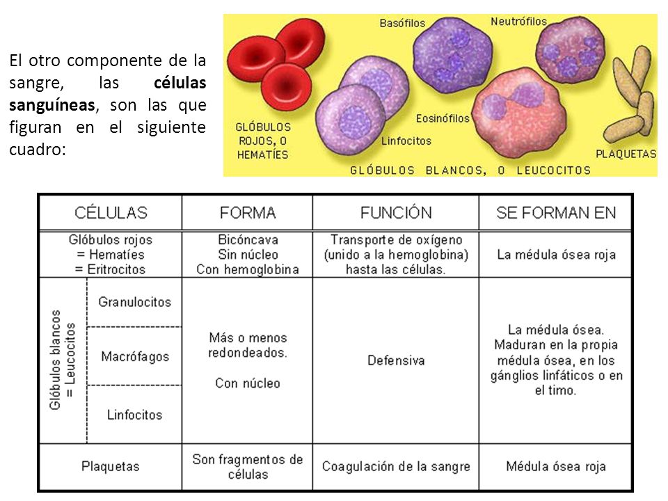 El otro componente de la sangre, las células sanguíneas, son las que figuran en el siguiente cuadro: